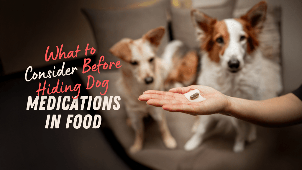 What to Know Before Hiding Your Dog’s Medication in Food What to Know Before Hiding Your Dog’s Medication in Food